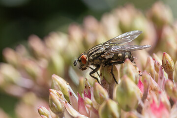 Close-up of a Flesh-Fly (Sarcophaga carnaria)