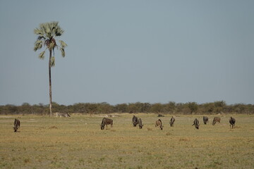 Blue Wildebeest in the Makgadikgadi Salt Pan, Botswana