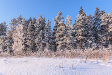 Winter landscape with fir trees in snowdrifts - 705274756