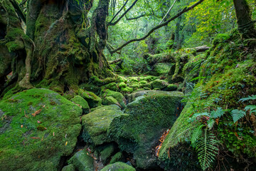 Fototapeta na wymiar Shiratani Unsuikyo Ravine Trail, Yakushima, Japan