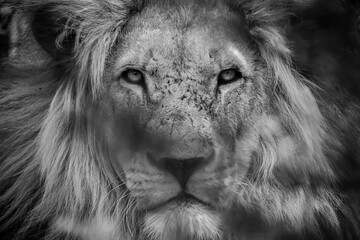 A large adult lion staring at me through the bushes in Africa in black and white