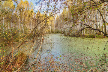 Autumnal forest swamp in forest under cloudy sky