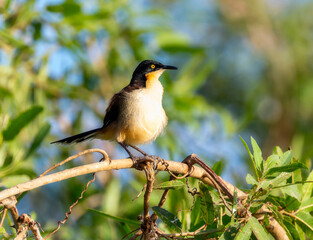 Fototapeta premium Black-capped Donacobius ( Donacobius atricapilla) in Brazil
