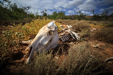 Mammal skull with skeleton in African wilderness