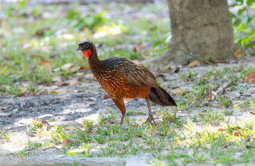 Chestnut-bellied Guan (Penelope ochrogaster) in Brazil