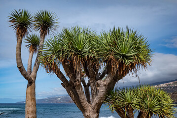Canary Islands dragon tree or drago on blue sea and sky background