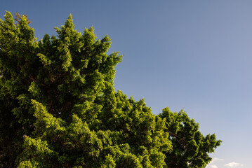 Abundant green foliage on blue sky background. Weeping fig plant