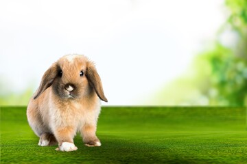Healthy Lovely rabbit bunny easter cute baby on grass