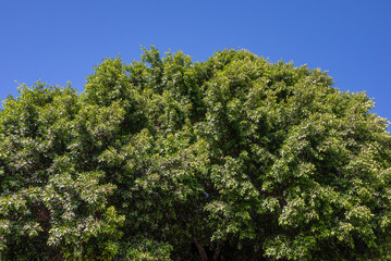 Abundant green foliage on blue sky background. Weeping fig plant