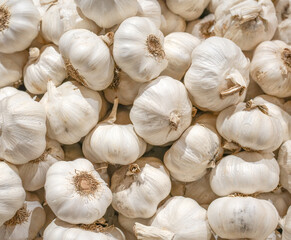 fresh garlic as food background