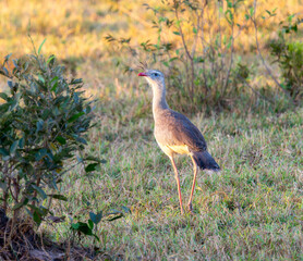 Red-legged Seriema (Cariama cristata) in Brazil