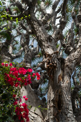 Fototapeta premium Dragon tree on blue sky background with blurred pink bougainvillea flowers