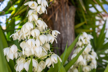 Yucca plants white exotic flowers on green leaves background