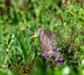 Black-crowned Night-Heron (Nycticorax nycticorax) in Brazil