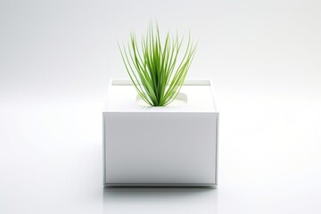 White pot with green plant on white background