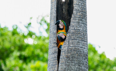 Fototapeta premium Blue-and-yellow Macaw (Ara ararauna) in Brazil