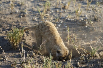 Meerkats at Jack's Camp in Makgadikgadi Salt Pan, Botswana