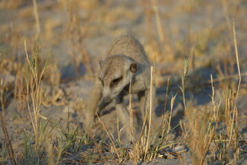 Meerkats at Jack's Camp in Makgadikgadi Salt Pan, Botswana