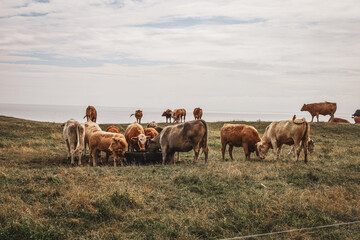 Obraz premium family of cows