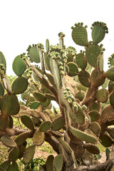 Prickly pear or Indian Fig Opuntia