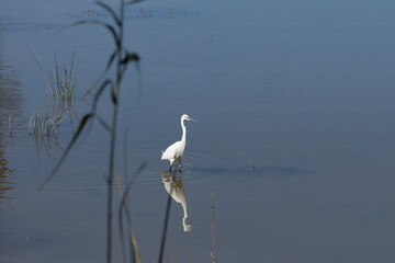 Wild birds live in a natural reservoir