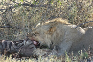 Male Lions with a Zebra kill in Makgadikgadi Salt Pan, Botswana