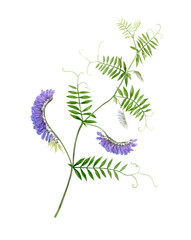 Vicia. Watercolor illustration of Vicia cracca, family Fabaceae. Isolated on trasperent background.