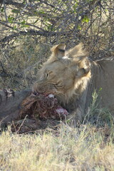 Male Lions with a Zebra kill in Makgadikgadi Salt Pan, Botswana