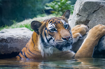 Malayan Tiger as zoo specimen.