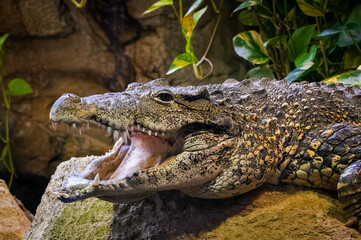 cuban Crocodile in zoo aquarium.