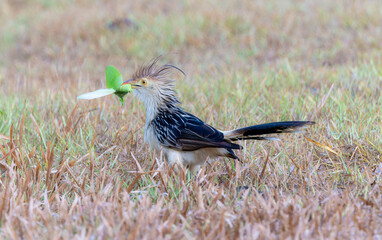 Guira Cuckoo (Guira guira) with Katydid in Brazil
