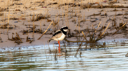 Pied Plover (Vanellus cayanus) in Brazil