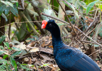 Razor-billed Curassow (Mitu tuberosum) in Brazil