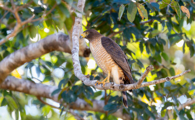 Juvenile Road-side Hawk (Rupornis magnirostris) in Brazil