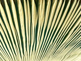 Obraz premium abstract relief rough gritty yellow surface of background texture, sand desert