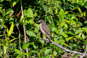 Juvenile Road-side Hawk (Rupornis magnirostris) in Brazil
