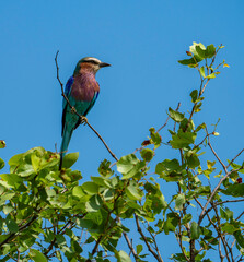 Lilac breasted roller photographed in the Kruger National Park, South Africa.