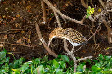 Obraz premium Juvenie Rufescent Tiger-Heron (Tigrisoma lineatum) in Brazil