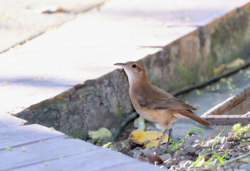 Rufous Hornero (Furnarius rufus) in Brazil