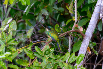 Rufous-tailed Jacamar (Galbula ruficauda) in Brazil