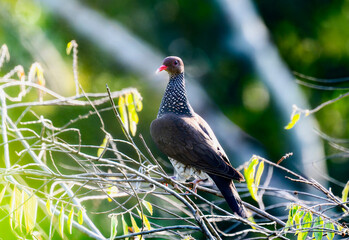Scaled Pigeon (Patagioenas speciosa) in Brazil