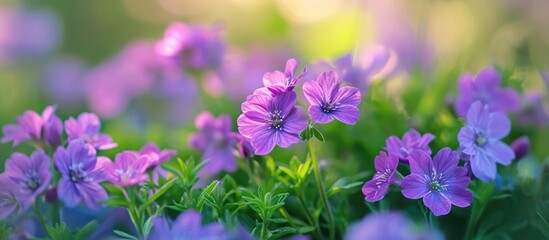 Obraz premium Spring blooms of lovely small purple flowers.
