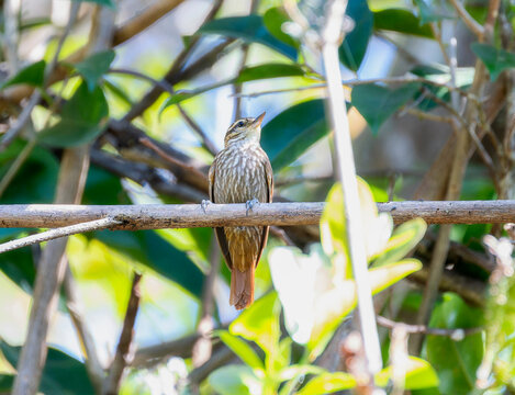 Streaked Senops (Xenops rutilans) in Brazil