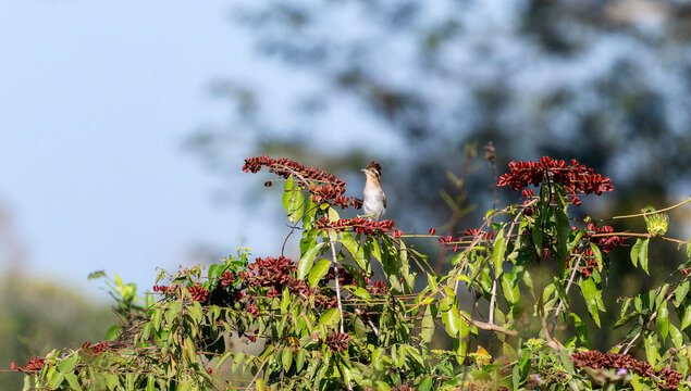 Striped Cuckoo (Tapera naevia) in Brazil