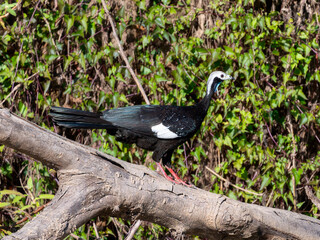 White-throated Piping-Guan (Pipile grayi) in Brazil