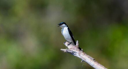 Obraz premium White-winged Swallow (Tachycineta albiventer) in Brazil
