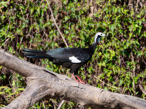 White-throated Piping-Guan (Pipile grayi) in Brazil