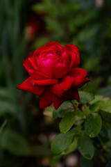 Amazing huge red rose flower blooming on a bush in the garden. Perfect giant scarlet rose. Dark green foliage background (bokeh effect). Detailed morning dew drops on saturated petals. Royal red color
