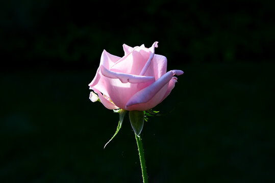 Pale pink rose flower ('Jessika' sort) on total black background. Game of natural light on rose petals. Curled petals, long sepals.