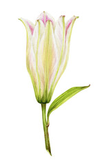 Fototapeta premium Watercolor illustration of a pink and white lilly flower. Can be used for greeting card, wedding invitation, wallpaper, fabric, web pages, etc.